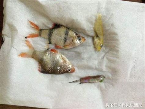 魚死掉|為什麼我養的魚老是死？養魚8種死法的正確預防方。